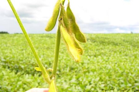 Биржу маслом не испортишь