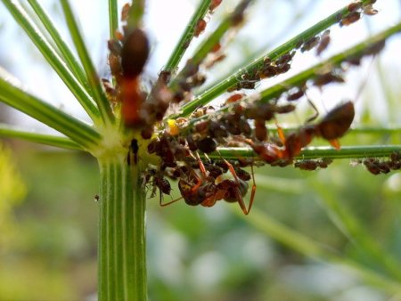 Карантинные вредители сада и картофеля