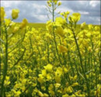 Канада намерена экспортировать рекордное количество рапсового масла