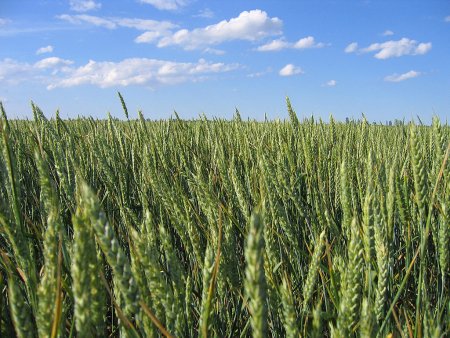 В Украине озимыми зерновыми под урожай 2010 года засеяно на 3,7% больше площадей, чем в прошлом году - Госкомстат