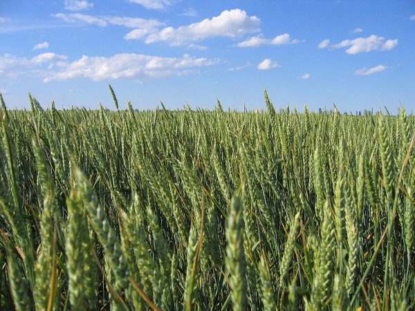 В Украине озимыми зерновыми под урожай 2010 года засеяно на 3,7% больше площадей, чем в прошлом году - Госкомстат