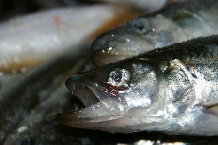 Промысел зубатки стартует 1 ноября