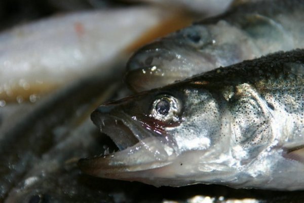 Промысел зубатки стартует 1 ноября