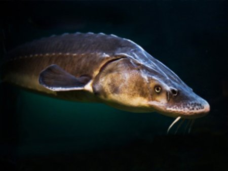 Российско-Таиландское научное сотрудничество в области аквакультуры