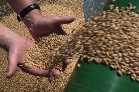 Минсельхоз завершил закупочные интервенции на рынке зерна