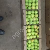 Яблоки сорта Гренни Смит