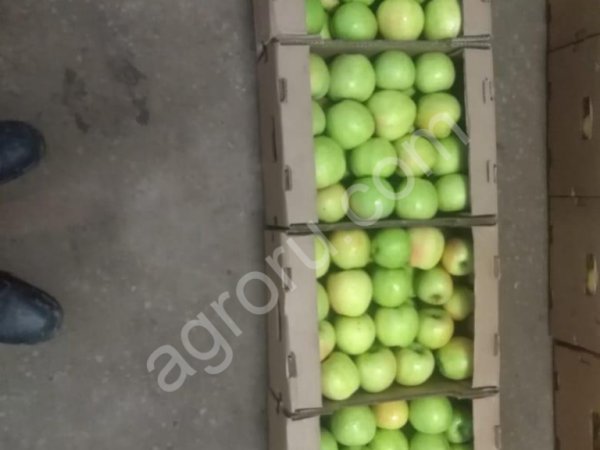 Яблоки сорта Гренни Смит