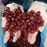 Вишня замороженная без косточки