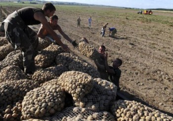 Валовой сбор картофеля в Самарской области пока достиг 1140 тонн