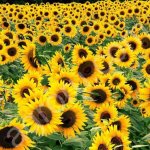 Гибрид Саратовский 20