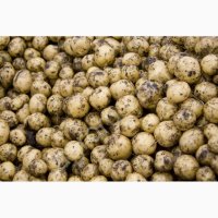 Кормовые овощи