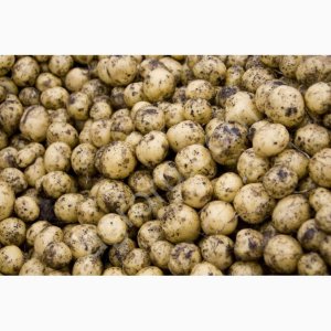 Кормовые овощи