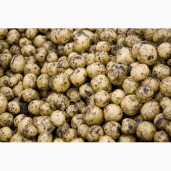 Кормовые овощи