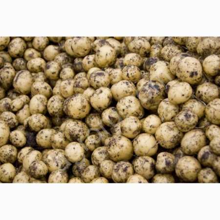 Кормовые овощи