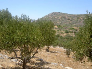 В Грузии до конца года высадят первые оливковые плантации