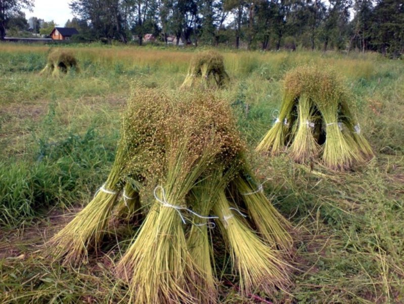 Думы о сельском хозяйстве