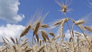 Аграрная расписка - новая возможность получить кредит