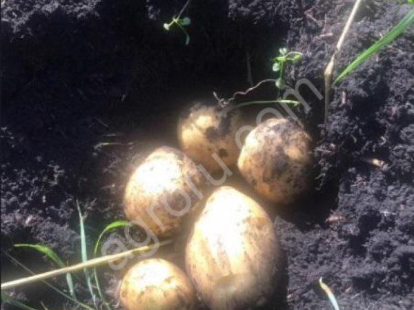 Картофель Гала