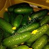 Огурцы оптом