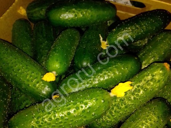 Огурцы оптом