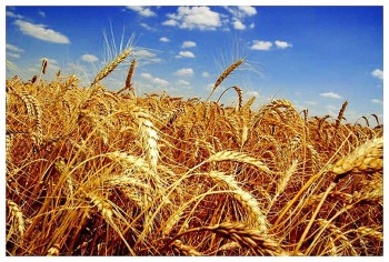 Зерновые торги на Ставрополье не состоялись