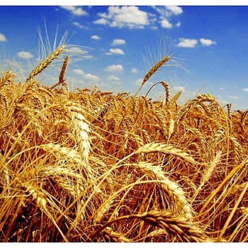 Зерновые торги на Ставрополье не состоялись