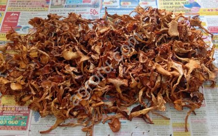 Грибы Лисичка сухая