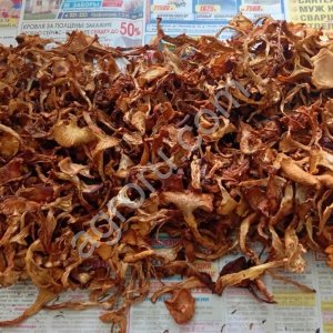 Грибы Лисичка сухая