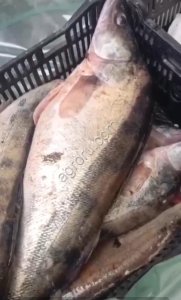 Судак оптом свежемороженый