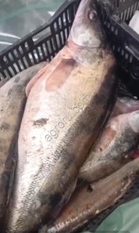 Судак оптом свежемороженый