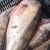 Судак оптом свежемороженый