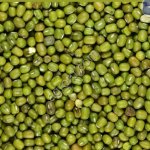 Маш зелёный и фасоль черноглазка