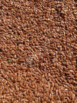 Семена льна масленичного на экспорт в Европу и Азию.