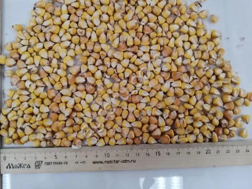 Кукуруза Цельная