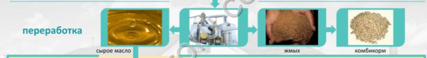 Оказываем услуги по переработке семян масличных культур (подсолнечник, рапс, лен)