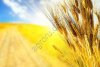 Пшеница на экспорт