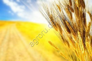 Пшеница на экспорт