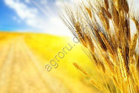 Пшеница на экспорт