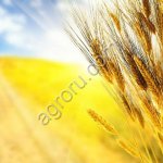 Пшеница на экспорт