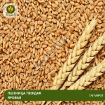Семена пшеницы Таганрог