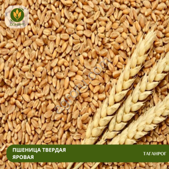 Семена пшеницы Таганрог