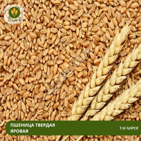 Семена пшеницы Таганрог