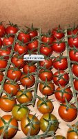 Томат черри тепличный