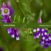 Семена вики яровой Приобская 25