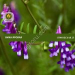 Семена вики яровой Приобская 25
