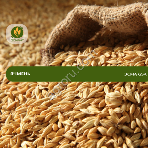 Семена ячменя Эсма GSA (Рс1)