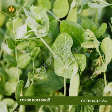 Горох посевной Остинато GSA
