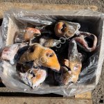 Губонос говяжий опаленный