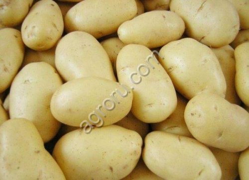 Семенной картофель чипсовый сорт Леди Клэр РС1