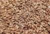 Семена льна коричневого оптом от поставщика